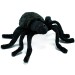 Araignée noire